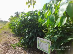 Middeniya Nursery